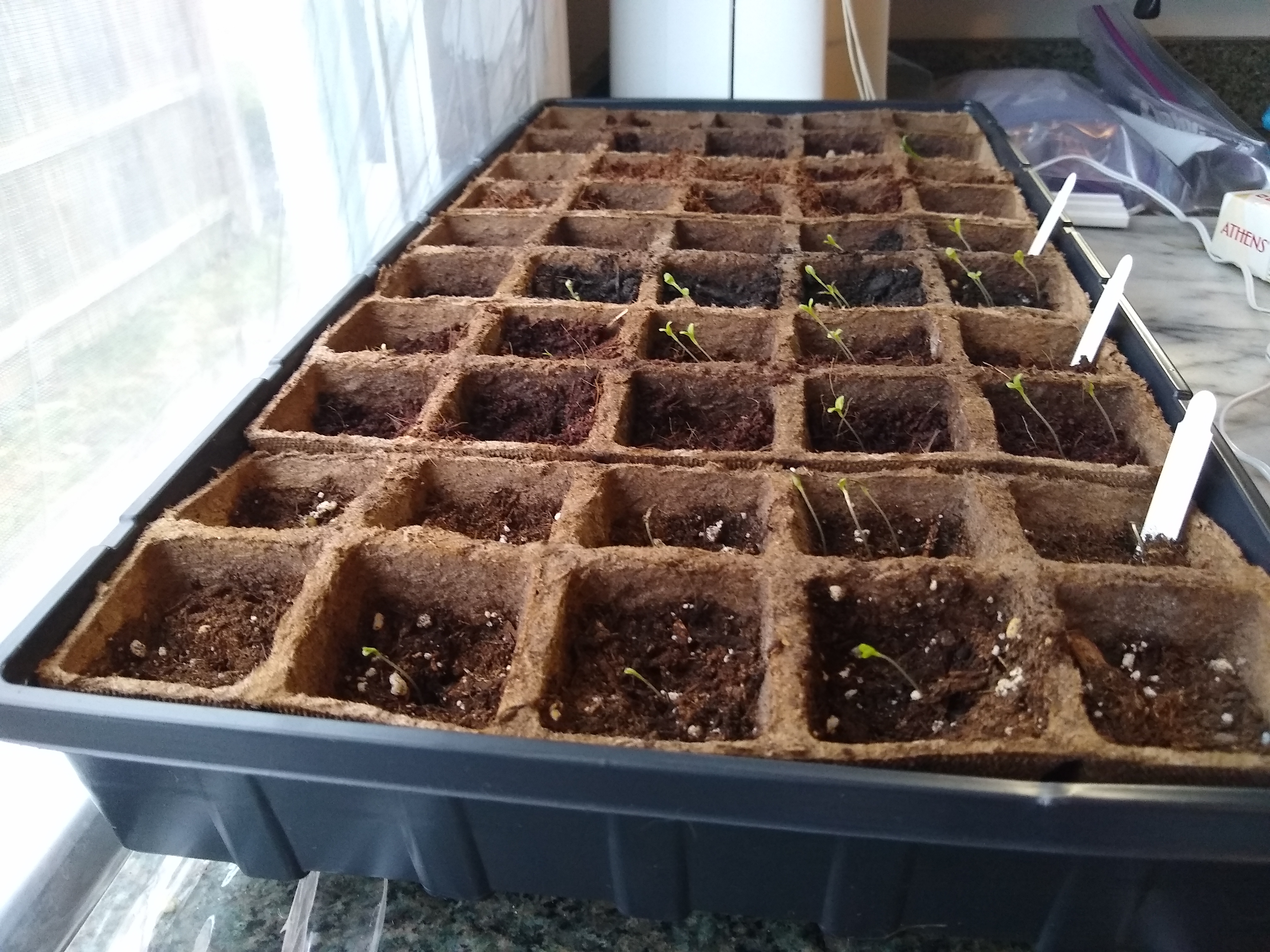 Lettuce seedlings growing in the direction of light